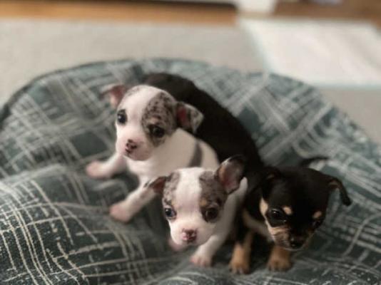 Lovely Chihuahua puppies i